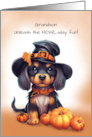 Grandson Halloween Cute Black Dog Wearing Hat with Pumpkins card