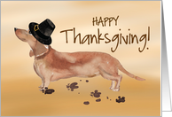 Tan and Brown Dachshund Funny Pilgrim Hat Thanksgiving card