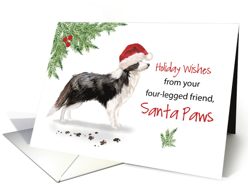 Border Collie Christmas From Dog in Funny Santa Hat card (1661578)