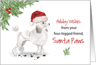 White Poodle Christmas From Dog in Funny Santa Hat card