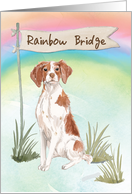 Brittany Pet Sympathy Over Rainbow Bridge card