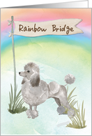 Grey Poodle Pet Sympathy Over Rainbow Bridge card