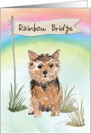 Norfolk Terrier Pet Sympathy Over Rainbow Bridge card
