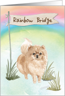 Pommeranian Pet Sympathy Over Rainbow Bridge card