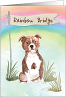 Staffordshire Bull Terrier Pet Sympathy Over Rainbow Bridge card