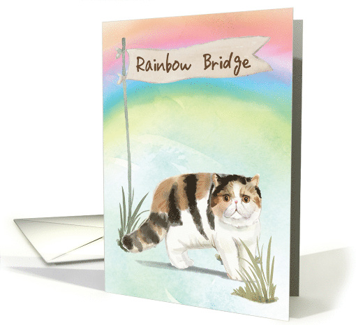 Exotic Short Hair Cat Pet Sympathy Over Rainbow Bridge card (1701022)