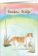 Scottish Fold Cat Pet Sympathy Over Rainbow Bridge card