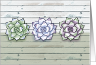 Three Echeveria Succulents Plants on Light Gray wood Planks Blank Inside card