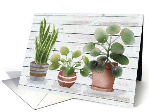 Potted Houseplants Pilea and Snake Plant Blank Inside on... (1719906)