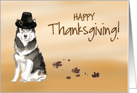 Malamute Funny Pilgrim Hat Thanksgiving card