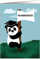 Granddaughter Graduation Panda Climbing Pole card
