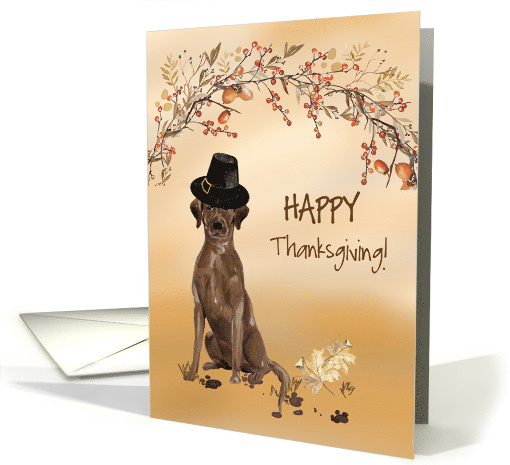 Brown Labrador Retriever Funny Pilgrim Hat Thanksgiving card (1783594)
