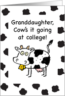 Granddaughter Away at College Thinking of You Funny Cow card