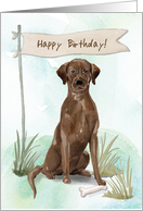 Chocolate Lab Dog Under Birthday Sign card