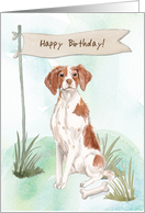 Brittany Spaniel Dog Under Birthday Sign card