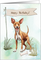 Pharaoh Hound Dog Breed Outdoors Under Birthday Sign card
