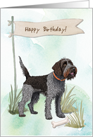 Wire Haired Pointing Griffon Dog Breed Outdoors Under Birthday Sign card