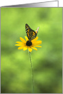 Any Occasion Blank Monarch Butterfly on Black Eyed Susan Flower card