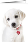 Valentine’s Day Lab Puppy With Red Heart Dog Tag card