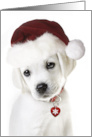 Missing You at Christmas Lab Puppy with Santa hat card