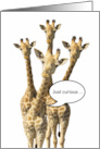 Birthday Getting Older Funny Curious Giraffes card