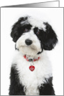 Valentine’s Day Doodle Puppy With Red Heart Dog Tag card