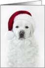Christmas Labrador retriever with Santa Hat and Beard card
