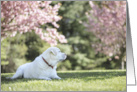 Miss you Labrador Retriever Dog card