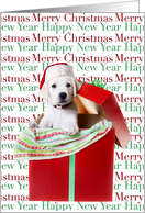 Christmas Puppy Popping Up Out of a Gift Box card