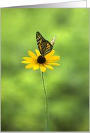 Any Occasion Blank Monarch Butterfly on Black Eyed Susan Flower card