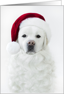 Christmas Labrador retriever with Santa Hat and Beard card