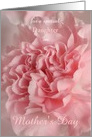 Pastel Pink Carnation Photo for a Special Someone on Mother’s Day card