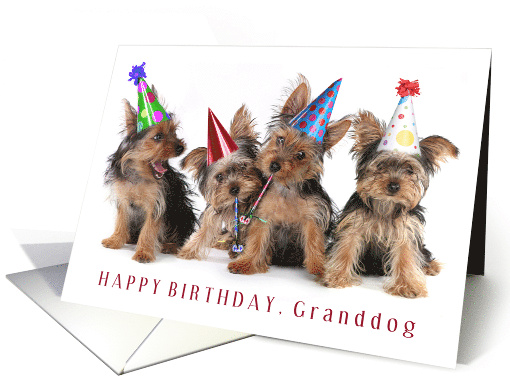 Happy Birthday Granddog With Yorkie Puppy Party Photo card (1664872)