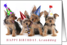 Happy Birthday Granddog With Yorkie Puppy Party Photo card