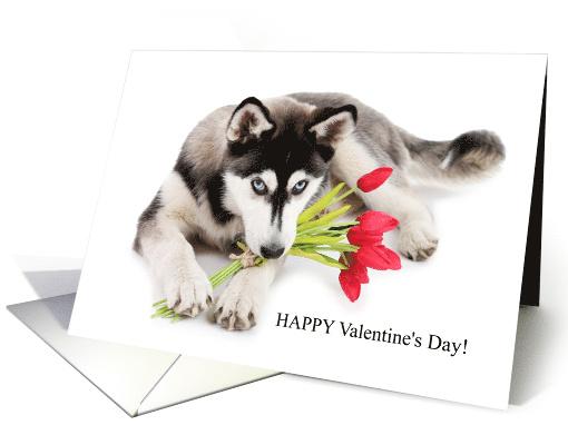 For My Fur Baby Happy Valentine's Day Siberian Husky With Tulips card