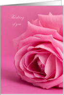 Thinking of You With Pretty Pink Rose and Pale Pink Background card