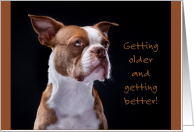 Older and Better Red Boston Terrier Puppy Dog Birthday card