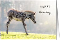 Happy Everything Baby Zebra in Bright Sunlight for Any Occasion card