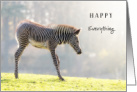 Happy Everything Baby Zebra in Bright Sunlight for Any Occasion card