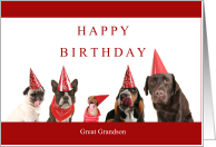 Happy Birthday Great Grandson with Dogs in Red Hats card
