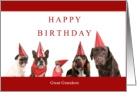 Happy Birthday Great Grandson with Dogs in Red Hats card