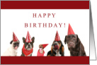 Happy Birthday with Pug Chocolate Lab Puppy Dogs card