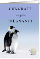 Pregnancy Congrats with Two Penguins and Birthing Chick in Egg card