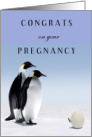 Pregnancy Congrats with Two Penguins and Birthing Chick in Egg card