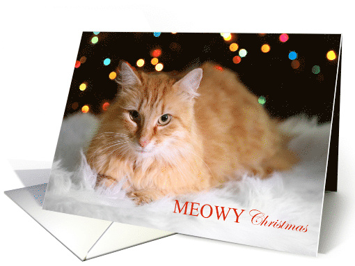 Merry MEOWY Christmas with adorable cat and Xmas Lights card (1747564)