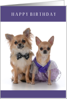Happy Birthday Twins with Cute Long and ShortHaired Chiuaua Puppy Dogs card