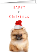 Happy First Christmas with Adorable Pomeranian in Santa Claus Hat