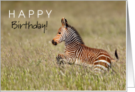 Happy Birthday with Baby Zebra Running Wild and Free in a Field card