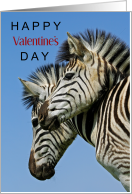 Happy Valentine’s Day with Two Snugglng Zebras with Blue Sky card