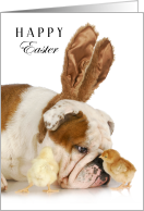 Happy Easter with Bulldog in Bunny Ears and Baby Chicks card